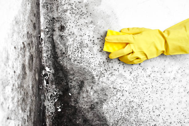Mold Odor Removal Services in Ellinwood, KS